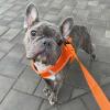 imageAir Frontier Mesh Dog Harness with and Reflective Dog Leash Set Reflective Stitching and Lightweight Breathable NoPull Design Adjustable Neck and Chest Straps for Small to Large Breeds  RDW MHarness Orange Mesh