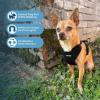 imageAir Frontier Mesh Dog Harness with and Reflective Dog Leash Set Reflective Stitching and Lightweight Breathable NoPull Design Adjustable Neck and Chest Straps for Small to Large Breeds  RDW MHarness Leash Set Blue Mesh
