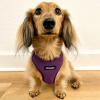 imageAir Frontier Mesh Dog Harness with and Reflective Dog Leash Set Reflective Stitching and Lightweight Breathable NoPull Design Adjustable Neck and Chest Straps for Small to Large Breeds  RDW MHarness Purple Mesh