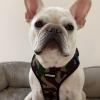 imageAir Frontier Mesh Dog Harness with and Reflective Dog Leash Set Reflective Stitching and Lightweight Breathable NoPull Design Adjustable Neck and Chest Straps for Small to Large Breeds  RDW MHarness Camo Mesh