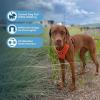 imageAir Frontier Mesh Dog Harness with and Reflective Dog Leash Set Reflective Stitching and Lightweight Breathable NoPull Design Adjustable Neck and Chest Straps for Small to Large Breeds  RDW MHarness Orange Mesh