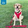 imageAir Frontier Mesh Dog Harness with and Reflective Dog Leash Set Reflective Stitching and Lightweight Breathable NoPull Design Adjustable Neck and Chest Straps for Small to Large Breeds  RDW MHarness Red Mesh