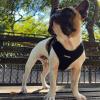 imageAir Frontier Mesh Dog Harness with and Reflective Dog Leash Set Reflective Stitching and Lightweight Breathable NoPull Design Adjustable Neck and Chest Straps for Small to Large Breeds  RDW MHarness Leash Set Blue Mesh