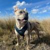imageAir Frontier Mesh Dog Harness with and Reflective Dog Leash Set Reflective Stitching and Lightweight Breathable NoPull Design Adjustable Neck and Chest Straps for Small to Large Breeds  RDW MHarness Blue Mesh