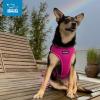 imageAir Frontier Mesh Dog Harness with and Reflective Dog Leash Set Reflective Stitching and Lightweight Breathable NoPull Design Adjustable Neck and Chest Straps for Small to Large Breeds  RDW MHarness Fuchsia Mesh