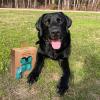 imageBest Pet Supplies Dog Poop Bags 150 Bags for Waste Refuse Cleanup Doggy Roll Replacements for Outdoor Puppy Walking and Travel Leak Proof and Tear Resistant Thick Plastic  OrangeTurquoise