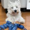 imageBest Pet Supplies Dog Poop Bags 150 Bags for Waste Refuse Cleanup Doggy Roll Replacements for Outdoor Puppy Walking and Travel Leak Proof and Tear Resistant Thick Plastic  OrangeBlue Unscented
