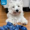 imageBest Pet Supplies Dog Poop Bags 150 Bags for Waste Refuse Cleanup Doggy Roll Replacements for Outdoor Puppy Walking and Travel Leak Proof and Tear Resistant Thick Plastic  OrangeBlue Unscented