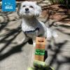 imageBest Pet Supplies Dog Poop Bags 150 Bags for Waste Refuse Cleanup Doggy Roll Replacements for Outdoor Puppy Walking and Travel Leak Proof and Tear Resistant Thick Plastic  OrangeGreen Unscented