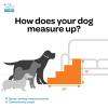 imageBest Pet Supplies Foldable Pet Stairs Cover for Foam Dog Ramps Replacement Slip with NonSlip Step Surface Plush and Soft Fabric Provides Paw Traction and Stability  Gray Linen 2StepIvory