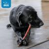 imageBest Pet Supplies GigaBite 12 Inch Halfcut All Natural Free Range Bully Sticks Dog Treat by  Pack of 10HalfCut 12Inch