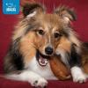 imageBest Pet Supplies GigaBite HalfCut Pig Ear Dog Chews Pack of 60Whole Ears