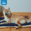 imageBest Pet Supplies Machine Washable Dog Crate Mat  DoubleSided Kennel Pad  Gray Linen M 30 x 19Navy Blue