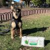 imageBest Pet Supplies Pet Wipes for Dogs  Dog Wipes Cleaning Deodorizing for Coats Ears Paws  Hydrating Aloe Vera 400 CountHydrating Aloe Vera