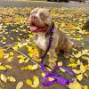 imageBest Pet Supplies Reflective Dog Collar with Adjustable Length HeavyDuty Buckle and Strong Leash DRing Training Walking Jogging Accessory for Small Medium and Large Breeds  Purple MLeash Collar Set Purple