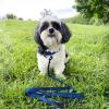 imageBest Pet Supplies Reflective Dog Collar with Adjustable Length HeavyDuty Buckle and Strong Leash DRing Training Walking Jogging Accessory for Small Medium and Large Breeds  Purple MLeash Royal Blue
