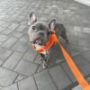 imageBest Pet Supplies Reflective Dog Collar with Adjustable Length HeavyDuty Buckle and Strong Leash DRing Training Walking Jogging Accessory for Small Medium and Large Breeds  Purple MLeash Orange