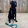 imageBest Pet Supplies Reflective Dog Collar with Adjustable Length HeavyDuty Buckle and Strong Leash DRing Training Walking Jogging Accessory for Small Medium and Large Breeds  Purple MLeash Collar Set Turquoise