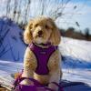 imageBest Pet Supplies Reflective Dog Collar with Adjustable Length HeavyDuty Buckle and Strong Leash DRing Training Walking Jogging Accessory for Small Medium and Large Breeds  Purple MLeash Purple