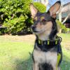 imageBest Pet Supplies Reflective Dog Collar with Adjustable Length HeavyDuty Buckle and Strong Leash DRing Training Walking Jogging Accessory for Small Medium and Large Breeds  Purple MLeash Collar Set Lime Green