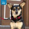 imageBest Pet Supplies Reflective Dog Collar with Adjustable Length HeavyDuty Buckle and Strong Leash DRing Training Walking Jogging Accessory for Small Medium and Large Breeds  Purple MTurquoise