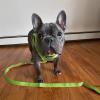 imageBest Pet Supplies Reflective Dog Collar with Adjustable Length HeavyDuty Buckle and Strong Leash DRing Training Walking Jogging Accessory for Small Medium and Large Breeds  Purple MLime