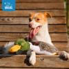 imageBest Pet Supplies Squeaky Tennis Toys for Dogs 2Pack HeavyDuty Interactive Pet Toys for Throwing and Fetching Supports Exercise and Natural Behavior Training Durable  LargeDuck Mystery Box
