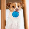 imageBest Pet Supplies Squeaky Tennis Toys for Dogs 2Pack HeavyDuty Interactive Pet Toys for Throwing and Fetching Supports Exercise and Natural Behavior Training Durable  LargeBlue  Orange