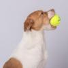 imageBest Pet Supplies Squeaky Tennis Toys for Dogs 2Pack HeavyDuty Interactive Pet Toys for Throwing and Fetching Supports Exercise and Natural Behavior Training Durable  LargeYellow Tennis