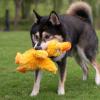 imageBest Pet Supplies Squeaky Tennis Toys for Dogs 2Pack HeavyDuty Interactive Pet Toys for Throwing and Fetching Supports Exercise and Natural Behavior Training Durable  LargeDucky Doodle Yellow