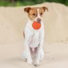 imageBest Pet Supplies Squeaky Tennis Toys for Dogs 2Pack HeavyDuty Interactive Pet Toys for Throwing and Fetching Supports Exercise and Natural Behavior Training Durable  LargeFuchsia  Green  Blue  Orange