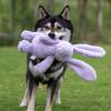 imageBest Pet Supplies Squeaky Tennis Toys for Dogs 2Pack HeavyDuty Interactive Pet Toys for Throwing and Fetching Supports Exercise and Natural Behavior Training Durable  LargeBunny Purple