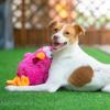 imageBest Pet Supplies Squeaky Tennis Toys for Dogs 2Pack HeavyDuty Interactive Pet Toys for Throwing and Fetching Supports Exercise and Natural Behavior Training Durable  LargeCluck Fuchsia
