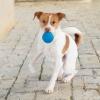 imageBest Pet Supplies Tough Dog Toys for Aggressive Chewers  Squeaky Dog Toys NonToxic Spiky Ball for Dental Health Interactive Toy Fuchsia Green M25quotBlue