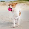 imageBest Pet Supplies Tough Dog Toys for Aggressive Chewers  Squeaky Dog Toys NonToxic Spiky Ball for Dental Health Interactive Toy Fuchsia Green M25quotFuchsia  Green