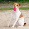 imageBest Pet Supplies Tough Dog Toys for Aggressive Chewers  Squeaky Dog Toys NonToxic Spiky Ball for Dental Health Interactive Toy Fuchsia Green M25quotFuchsia