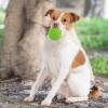 imageBest Pet Supplies Tough Dog Toys for Aggressive Chewers  Squeaky Dog Toys NonToxic Spiky Ball for Dental Health Interactive Toy Fuchsia Green M25quotGreen