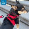 imageBest Pet Supplies Voyager Dog Collar Safety Clip with Dual Clasps Collars and No Pull Harness Connectors Training for Walking Running and Hiking Safety Clip  Black