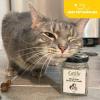 imageNatural Silvervine Cat Chew Toy  Interactive Silver Vine Chewing Toys with Catnip Like Effect  Trio Lollipop 2 Packs of 3Gall Fruits