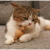 imageNatural Silvervine Cat Chew Toy  Interactive Silver Vine Chewing Toys with Catnip Like Effect  Trio Lollipop 2 Packs of 3Jumbo Pack