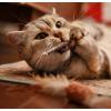 imageNatural Silvervine Cat Chew Toy  Interactive Silver Vine Chewing Toys with Catnip Like Effect  Trio Lollipop 2 Packs of 3Jumbo Pack