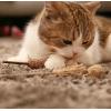 imageNatural Silvervine Cat Chew Toy  Interactive Silver Vine Chewing Toys with Catnip Like Effect  Trio Lollipop 2 Packs of 3Trio Sticks