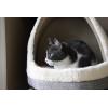 imagePet TentSoft Bed for Dog and Cat by Best Pet Supplies  Beige Corduroy 19quot x 19quot x H19quotCat Cave Gray