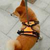 imageVoyager Dog Harness Dual Leash Attachment NoPull Control Adjustable Soft but Strong Pet Harness for Medium and Large Dogs with 3M Reflective Technology  Harness Leash Set Royal Blue Lattice MHarness Leash Set Orange Nylon
