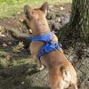 imageVoyager Dog Harness Dual Leash Attachment NoPull Control Adjustable Soft but Strong Pet Harness for Medium and Large Dogs with 3M Reflective Technology  Harness Leash Set Royal Blue Lattice MHarness Leash Set Royal Nylon