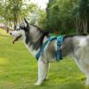 imageVoyager Dog Harness Dual Leash Attachment NoPull Control Adjustable Soft but Strong Pet Harness for Medium and Large Dogs with 3M Reflective Technology  Harness Leash Set Royal Blue Lattice MHarness Leash Set Turquoise Nylon