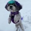 imageVoyager Dog Harness Dual Leash Attachment NoPull Control Adjustable Soft but Strong Pet Harness for Medium and Large Dogs with 3M Reflective Technology  Harness Leash Set Royal Blue Lattice MHarness Leash Set Purple Nylon