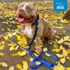imageVoyager Reflective Dog Leash with Neoprene Handle 5 FT and Reusable Mesh Dispenser Poop Bag Holder Set for Travel Walking Park and Outdoor Use Soft and Durable with ClipOn  TurquoiseRoyal Blue Dispenser