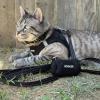 imageVoyager Stepin Air Cat Leash Harness Set  All Weather Mesh Step in Vest Harness for Small and Large Cats by Best Pet Supplies  Fuchsia XXS Chest 12135quotBlack