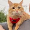 imageVoyager Stepin Air Cat Leash Harness Set  All Weather Mesh Step in Vest Harness for Small and Large Cats by Best Pet Supplies  Fuchsia XXS Chest 12135quotRed